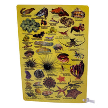 Load image into Gallery viewer, Fish ID Slate