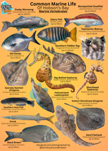 Load image into Gallery viewer, Fish ID Slate
