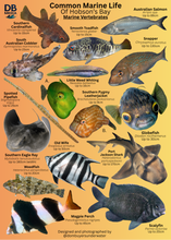 Load image into Gallery viewer, Fish ID Slate
