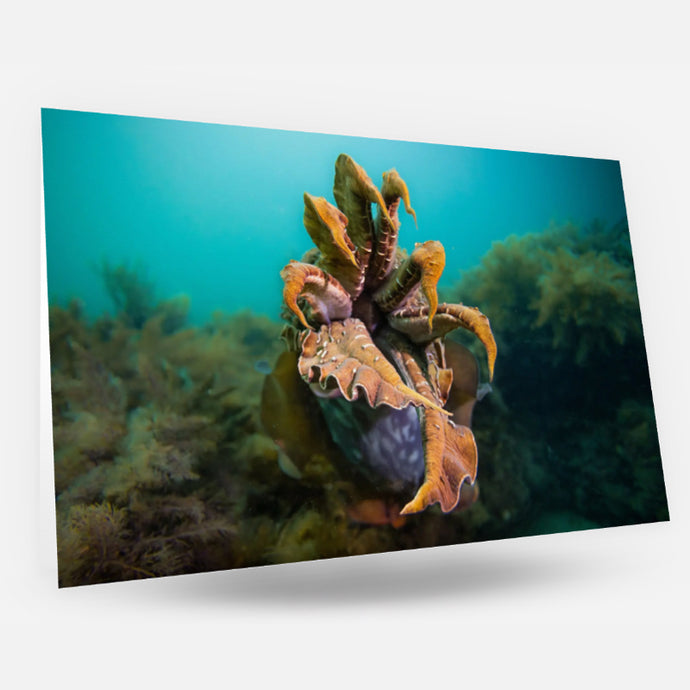 Card - Underwater Art